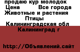 продаю кур молодок. › Цена ­ 320 - Все города Животные и растения » Птицы   . Калининградская обл.,Калининград г.